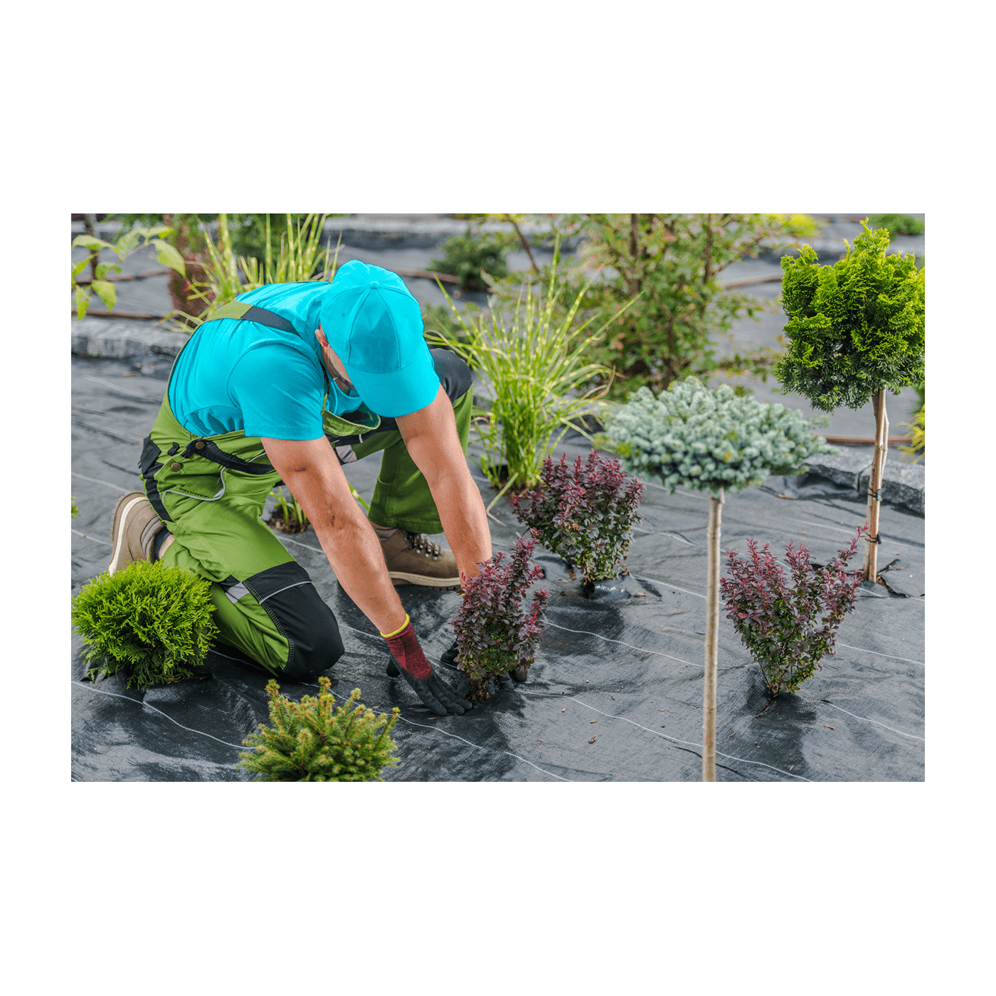 Agrowłóknina Ogrodowa 1x50m - Czarna