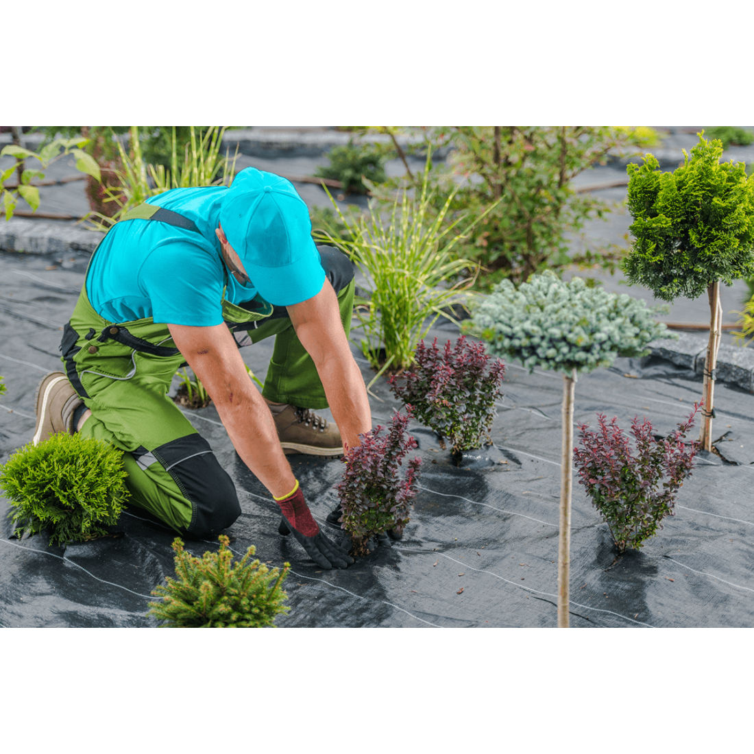 Agrowłóknina Ogrodowa 1x50m - Czarna