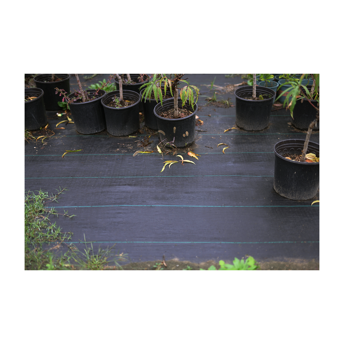 Agrowłóknina 16x50m czarna do zastosowań profesjonalnych