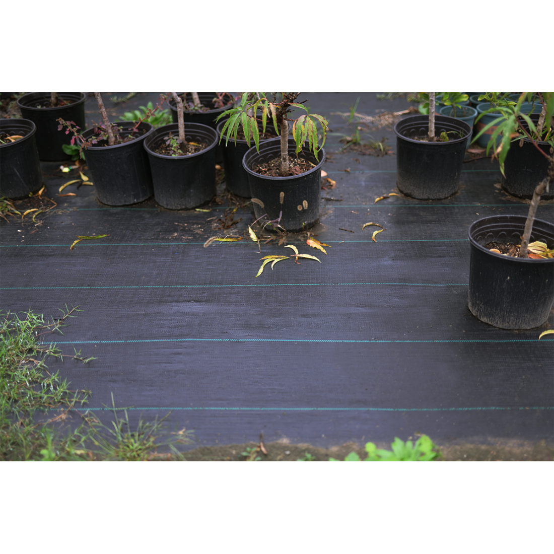 Agrowłóknina 16x50m czarna do zastosowań profesjonalnych