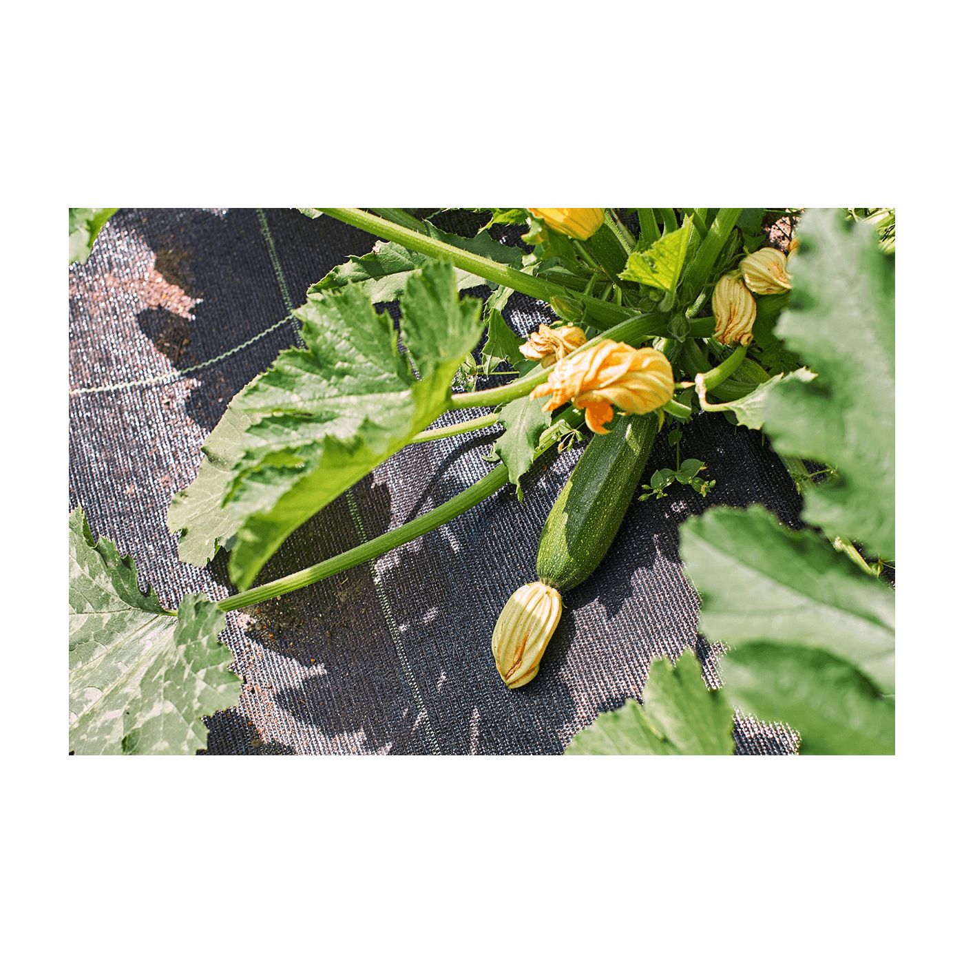 Agrowłóknina 16x50m czarna do zastosowań profesjonalnych