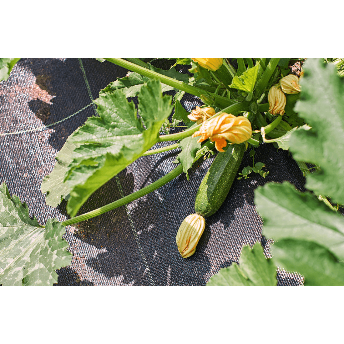 Agrowłóknina 16x50m czarna do zastosowań profesjonalnych