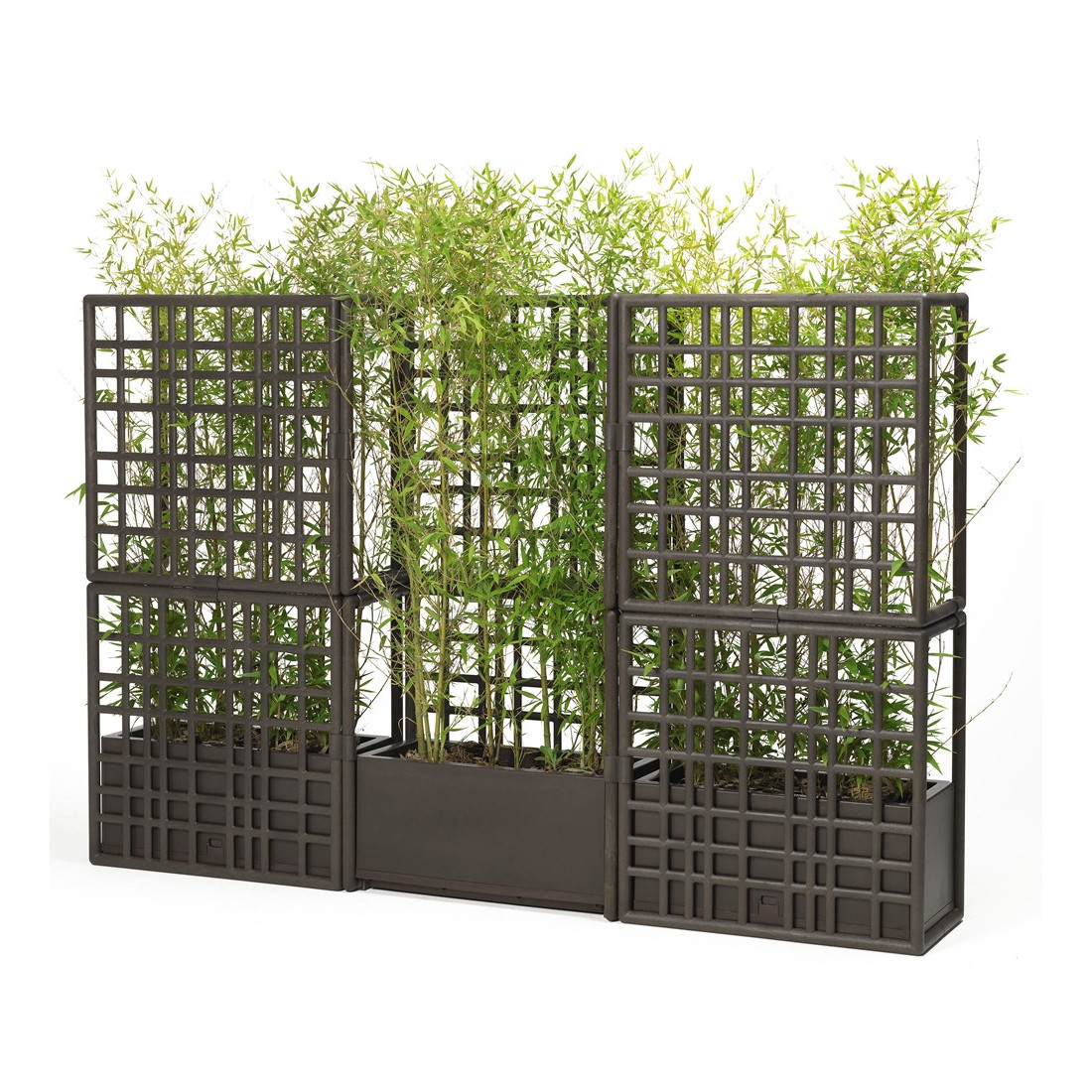 CURTAIN 2 WALL EARTH