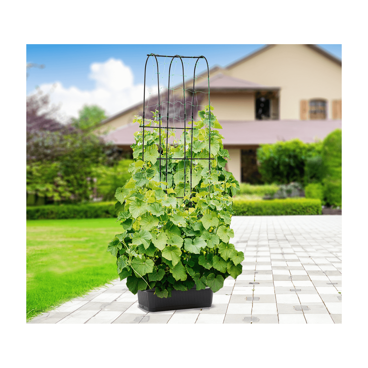 Aranżacja w ogrodzie doniczki i stojaka do uprawy ogórków CUCU GROW BOX 60x30x178cm CULTIVO