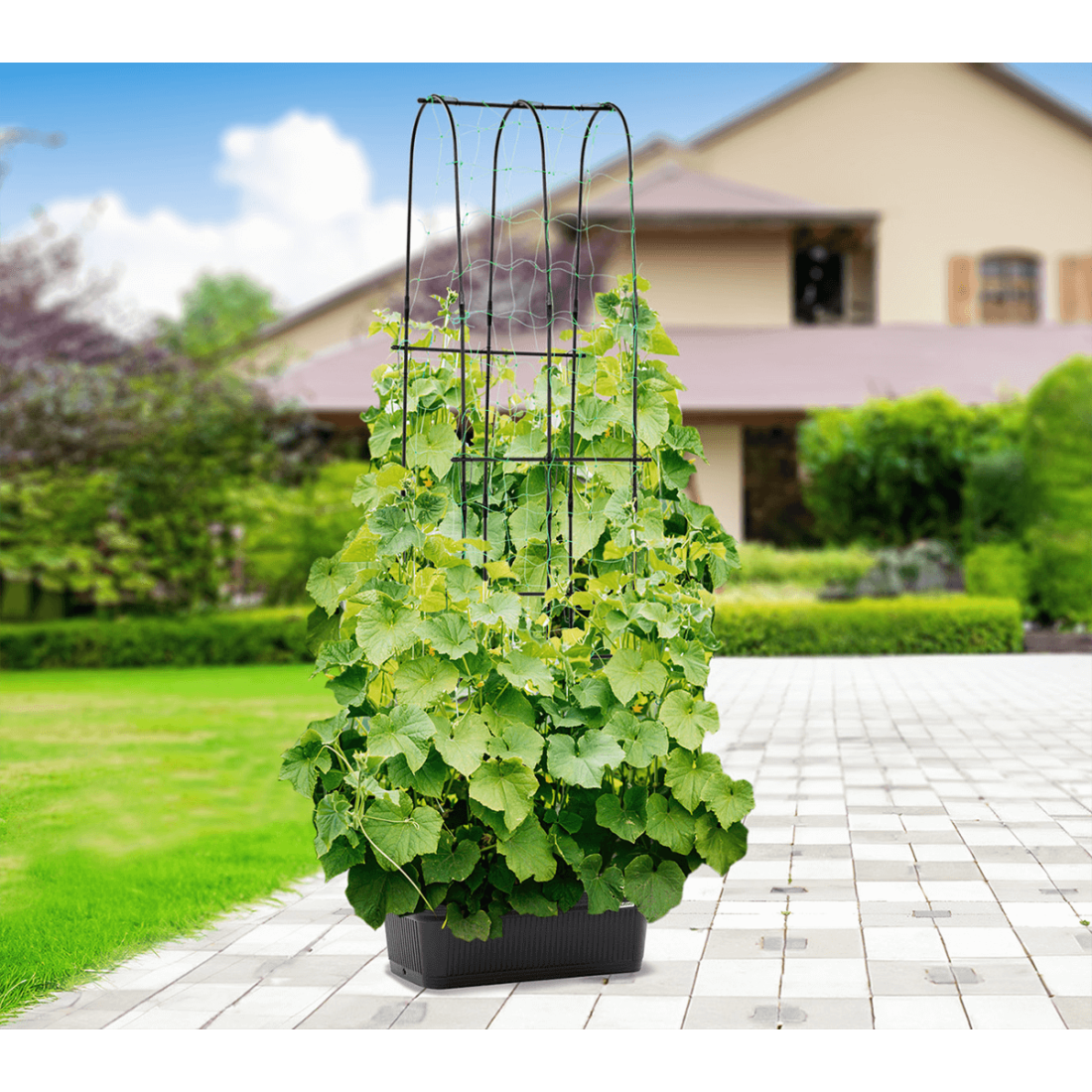 Aranżacja w ogrodzie doniczki i stojaka do uprawy ogórków CUCU GROW BOX 60x30x178cm CULTIVO