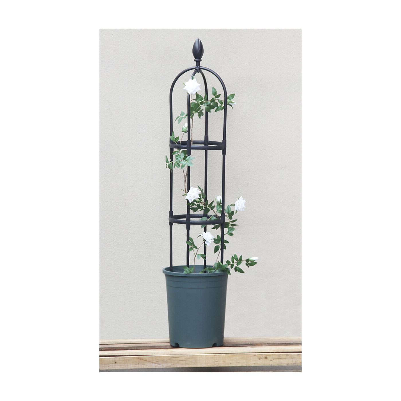 Pergola ze stali i materiału PE o wymiarach 30x180 cm do podpierania róż oraz pnączy