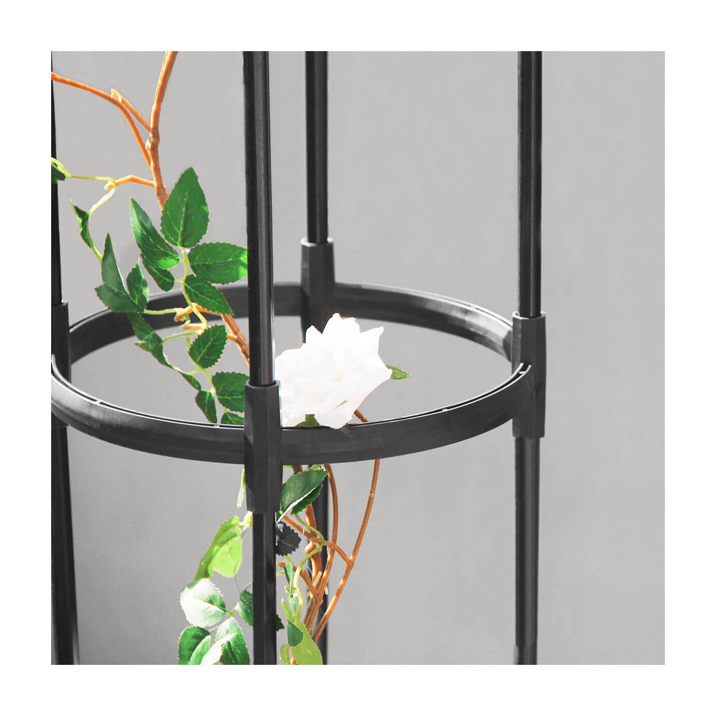 Zbliżenie na różę, która rośnie na pergoli od firmy Cultivo