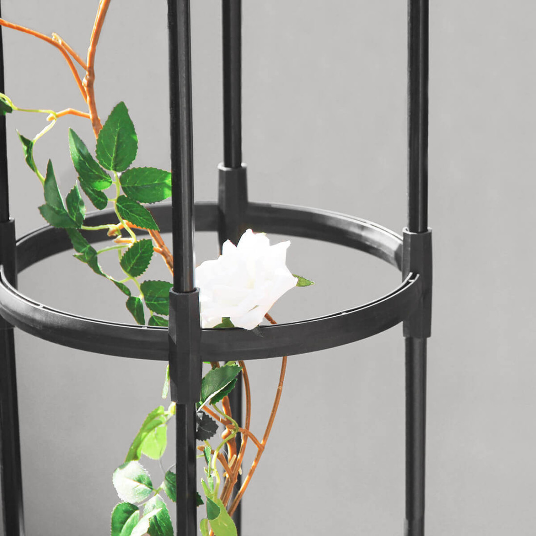 Zbliżenie na różę, która rośnie na pergoli od firmy Cultivo