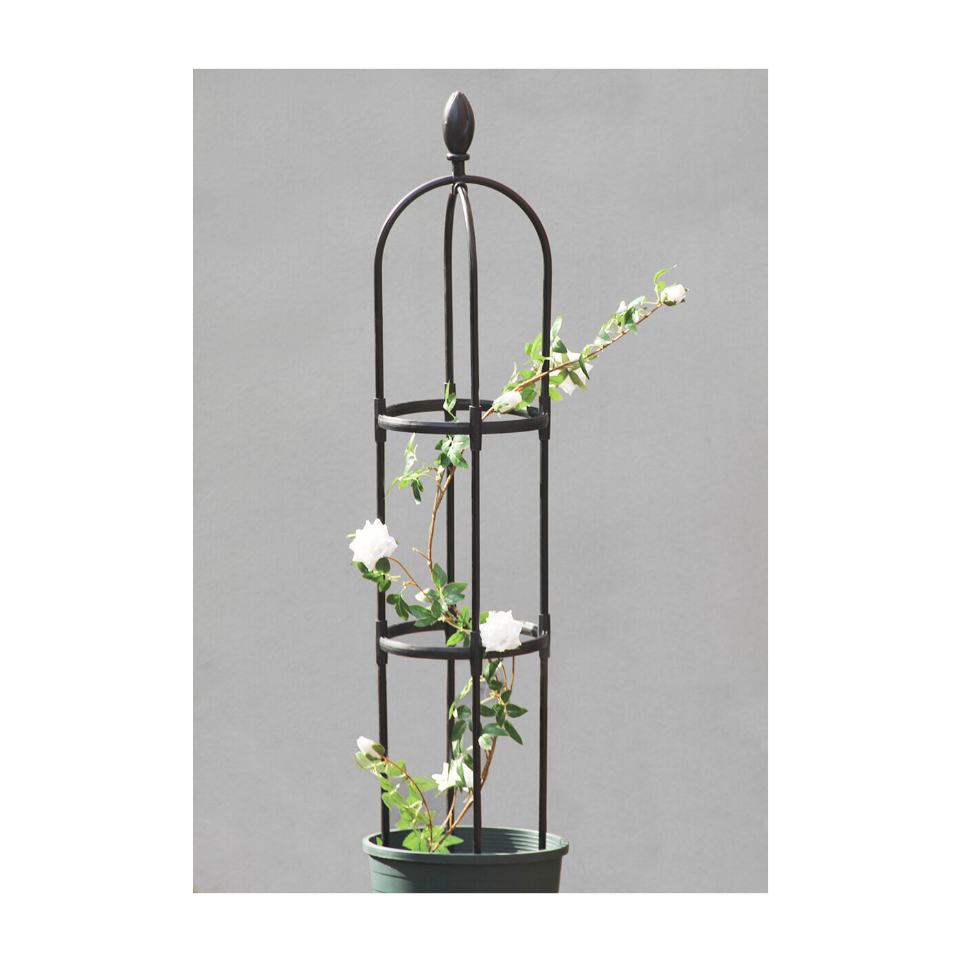 Róża zabezpieczona metalową pergolą