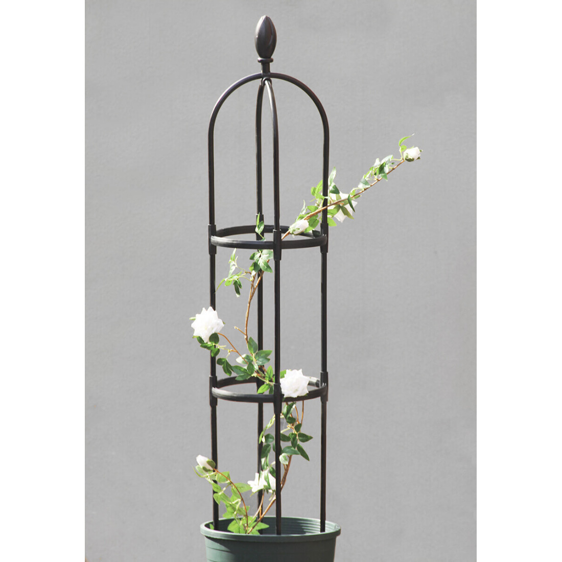 Róża zabezpieczona metalową pergolą