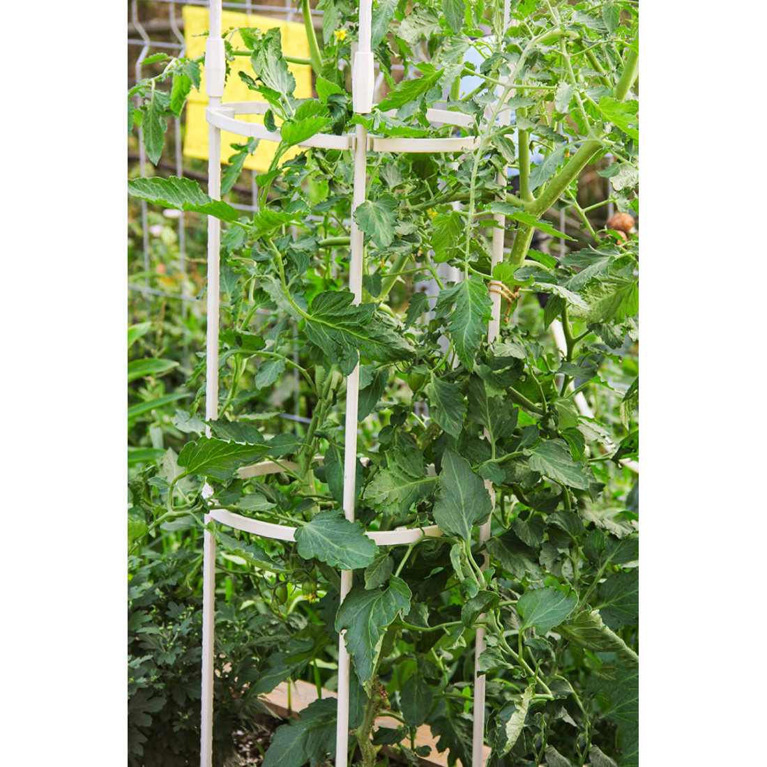 Aranżacja Biała pergola na róże, wys. 210cm, metalowa - Cultivo w ogrodzie rośliny pnące